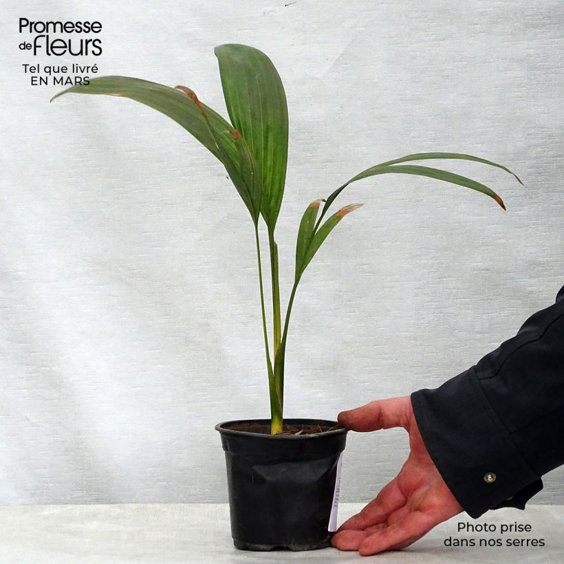Example of Archontophoenix maxima - Maximale Königspalme Topf 12 cm / 13 cm as you get in printemps