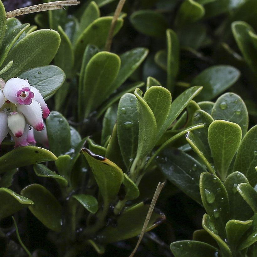 Arctostaphylos uva-ursi - Echte Bärentraube (Foliage)