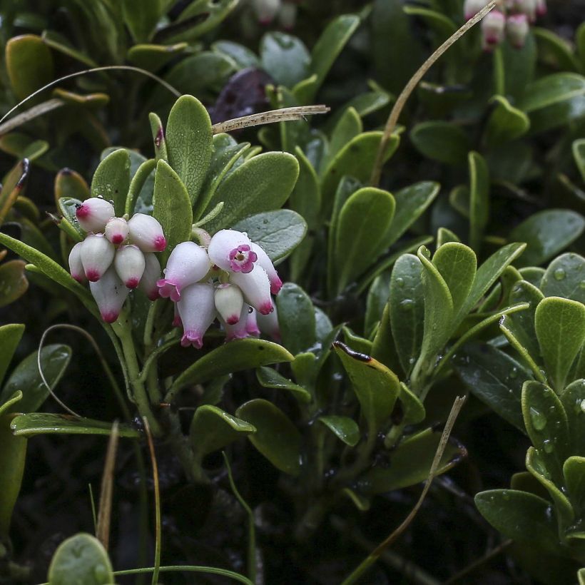 Arctostaphylos uva-ursi - Echte Bärentraube (Flowering)
