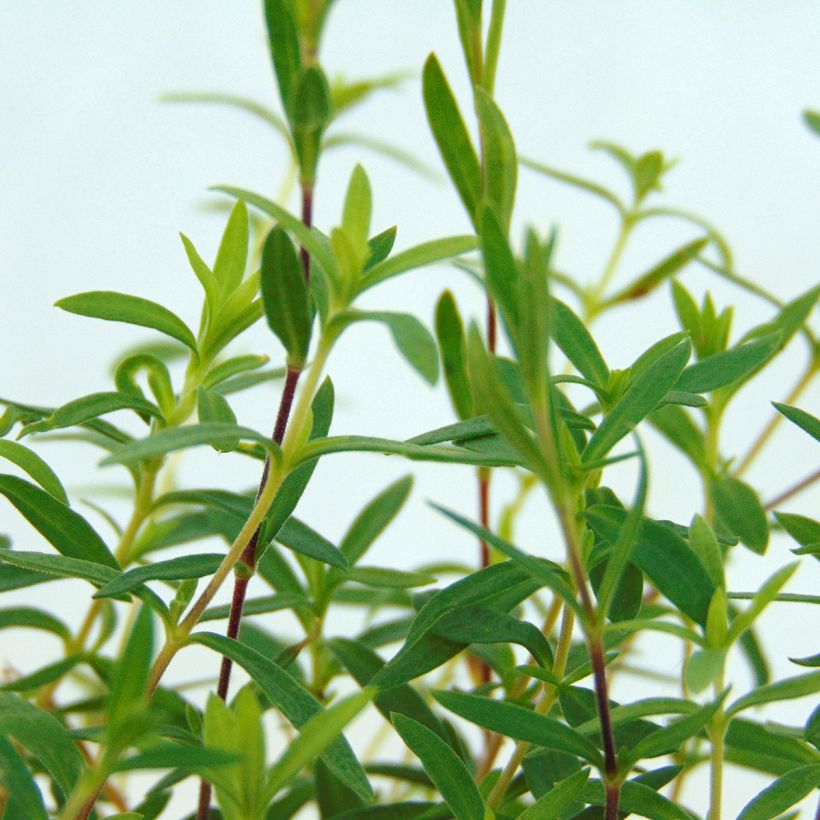 Arenaria montana - Berg-Sandkraut (Foliage)