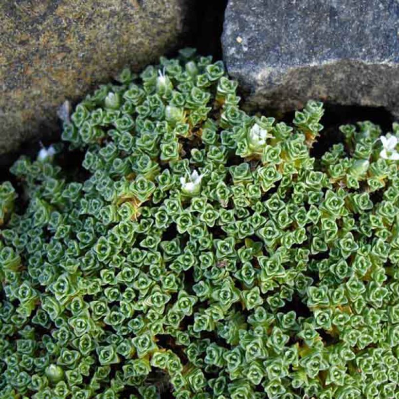 Arenaria tetraquetra subsp. amabilis - Pyrenäen-Sandkraut (Foliage)