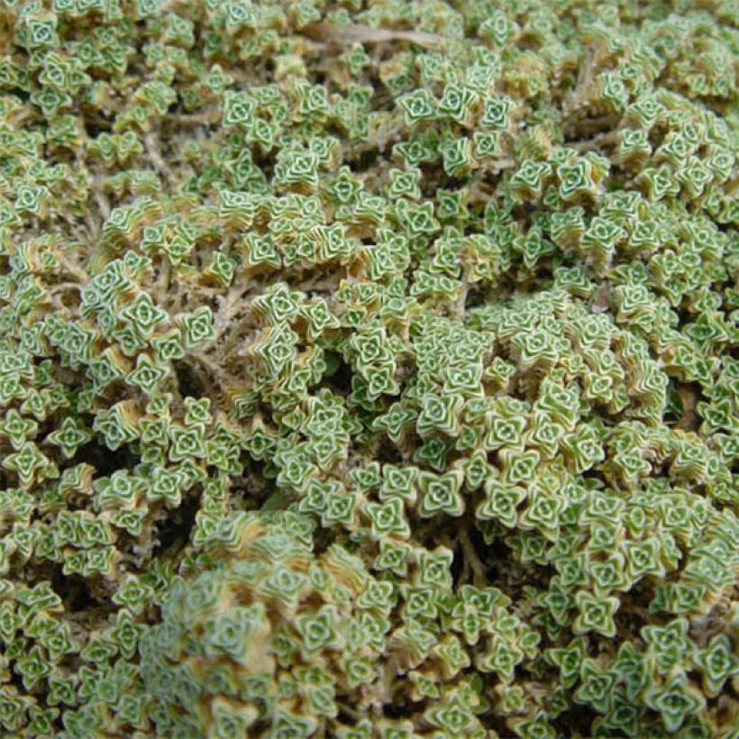 Arenaria tetraquetra subsp. granatensis - Sandkraut (Foliage)