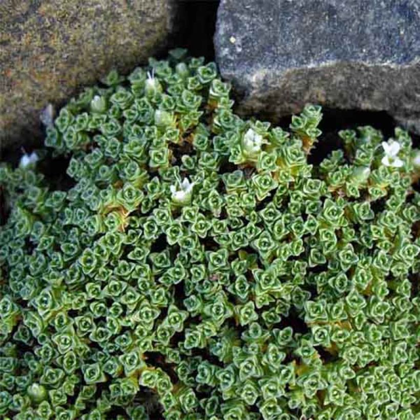 Arenaria tetraquetra subsp. granatensis - Sandkraut (Plant habit)