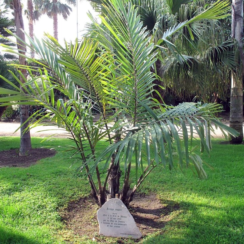 Arenga englerii - Englers Zuckerpalme (Plant habit)