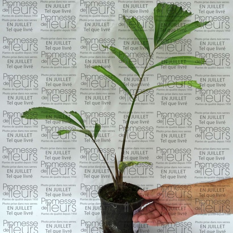 Example of Arenga englerii - Englers Zuckerpalme Topf 12 cm / 13 cm as you get in ete