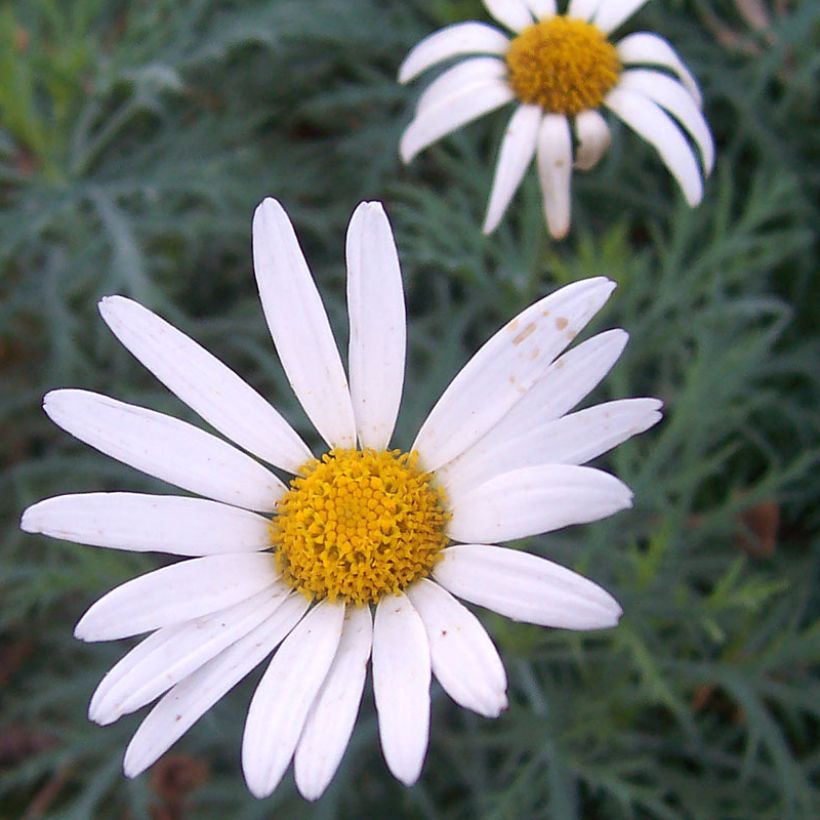 Kanarische Strauch-Margerite Chelsea Girl - Argyranthemum (Flowering)