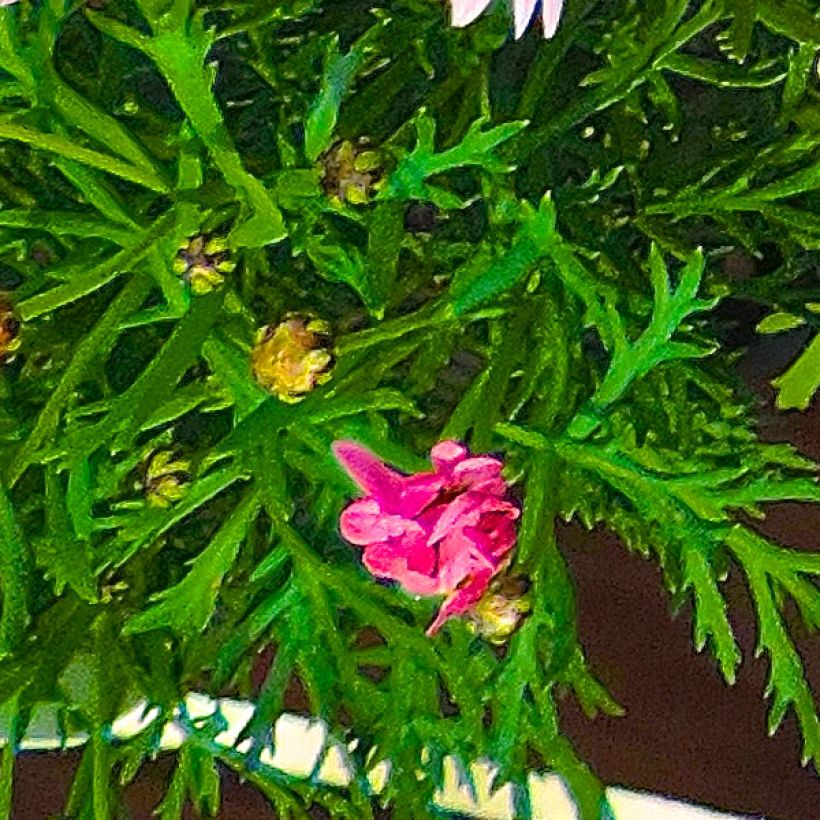 Kanarische Strauch-Margerite Gill s Pink - Argyranthemum (Foliage)