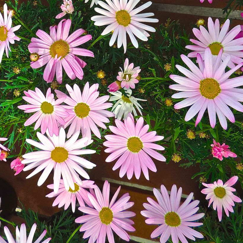 Kanarische Strauch-Margerite Gill s Pink - Argyranthemum (Flowering)