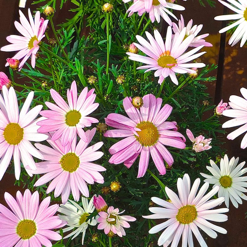 Kanarische Strauch-Margerite Gill s Pink - Argyranthemum (Plant habit)
