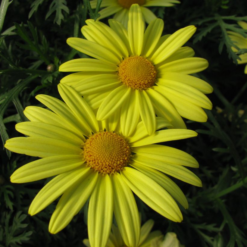 Kanarische Strauch-Margerite Jamaïca Primerose - Argyranthemum (Flowering)