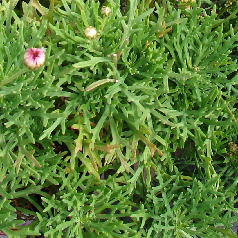 Kanarische Strauch-Margerite Petite Pink - Argyranthemum (Foliage)
