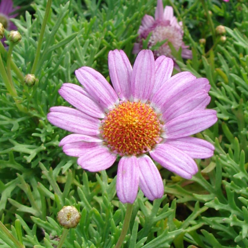 Kanarische Strauch-Margerite Petite Pink - Argyranthemum (Flowering)