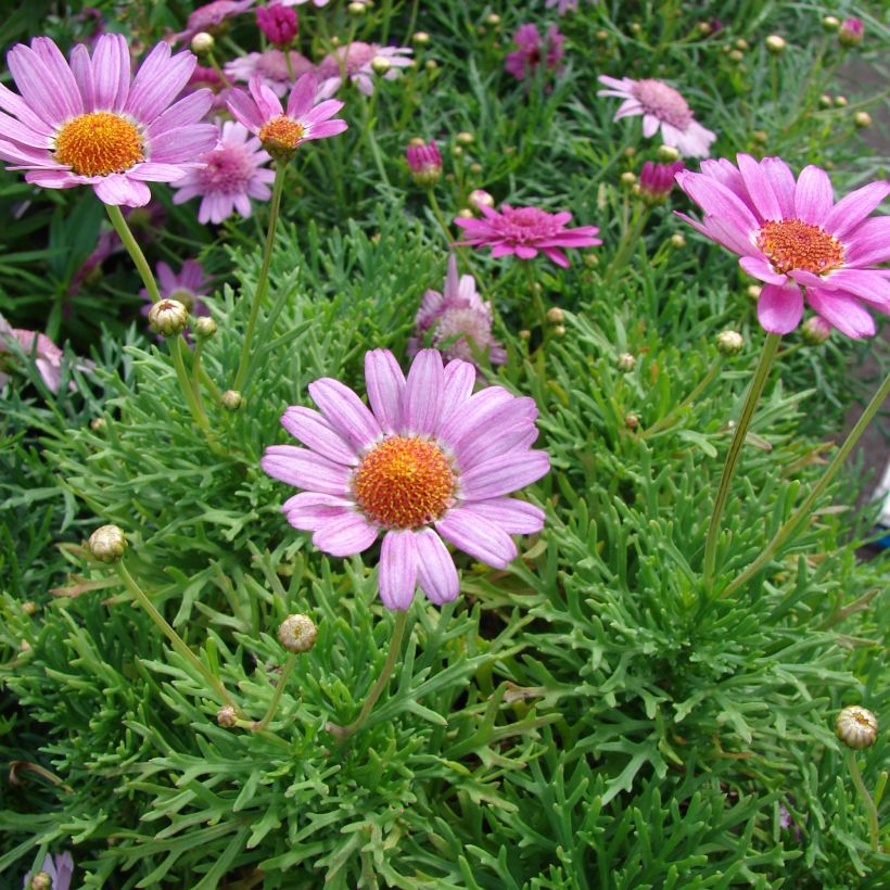 Kanarische Strauch-Margerite Petite Pink - Argyranthemum (Plant habit)