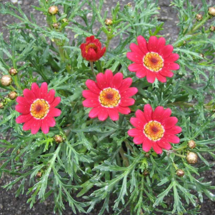 Kanarische Strauch-Margerite Starlight - Argyranthemum (Flowering)