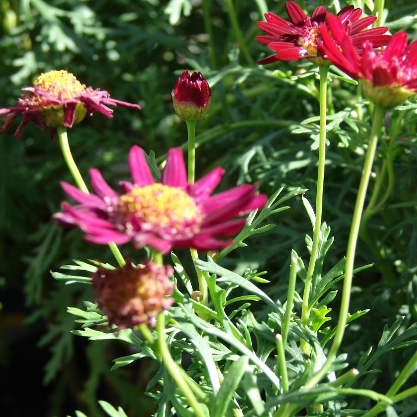 Kanarische Strauch-Margerite Starlight - Argyranthemum (Plant habit)