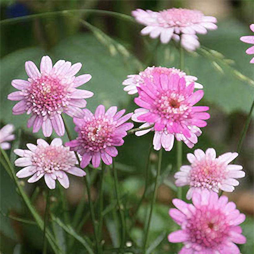Kanarische Strauch-Margerite Vancouver - Argyranthemum (Flowering)