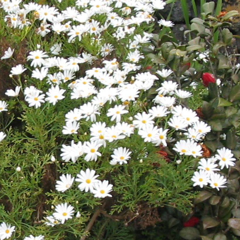Kanarische Strauch-Margerite Snowflake - Argyranthemum (Flowering)
