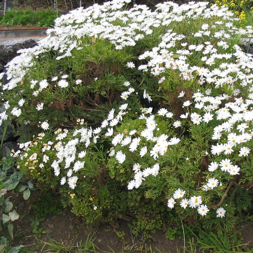 Kanarische Strauch-Margerite Snowflake - Argyranthemum (Plant habit)