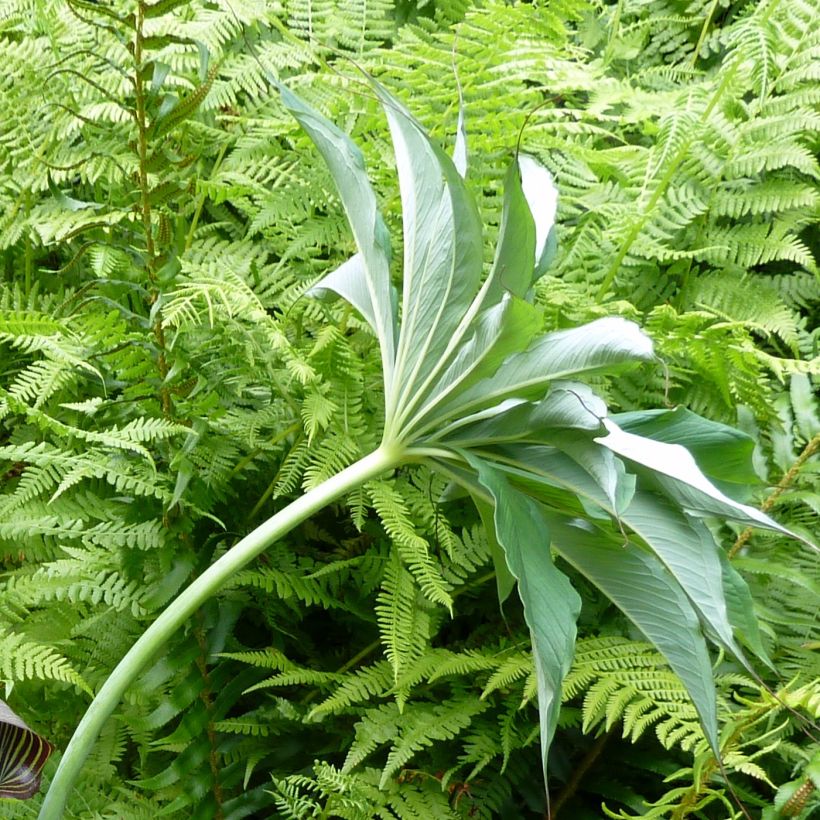 Arisaema consanguineum - Feuerkolben (Foliage)