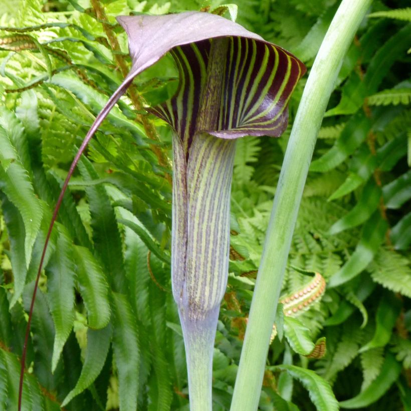 Arisaema consanguineum - Feuerkolben (Flowering)