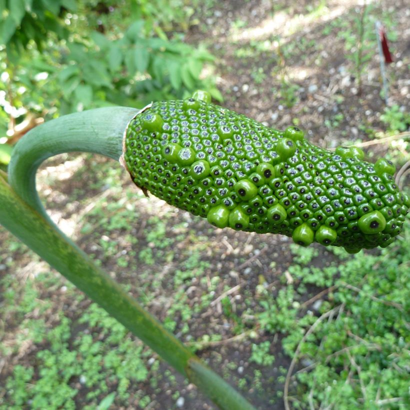 Arisaema consanguineum - Feuerkolben (Harvest)