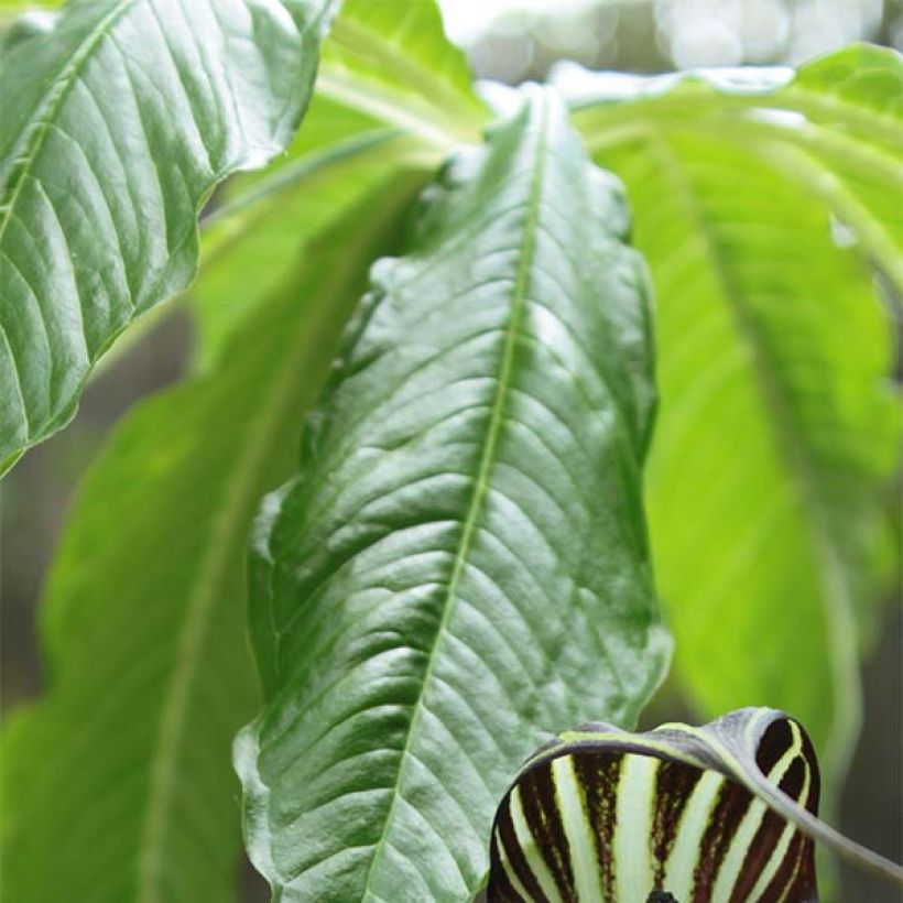 Arisaema concinnum - Feuerkolben (Foliage)