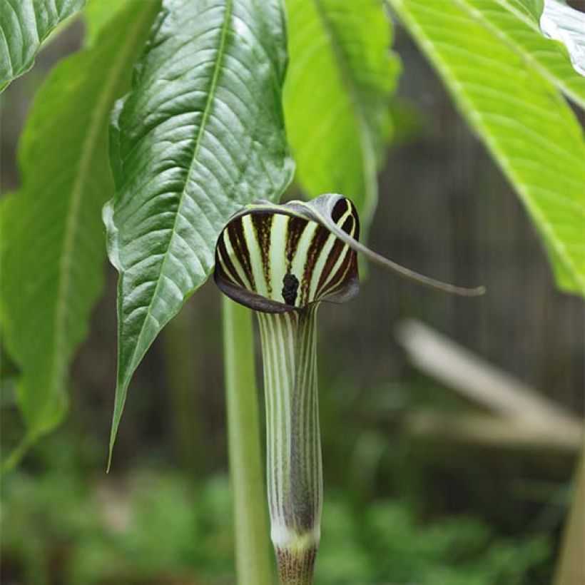 Arisaema concinnum - Feuerkolben (Flowering)