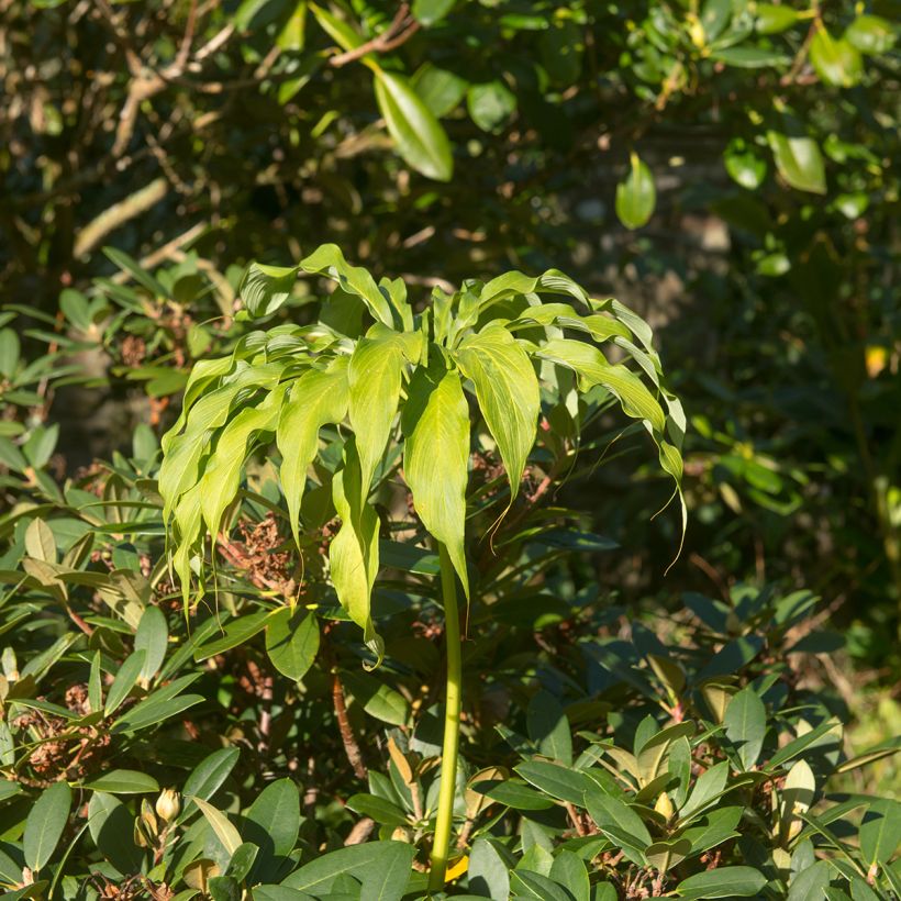 Arisaema consanguineum - Feuerkolben (Plant habit)