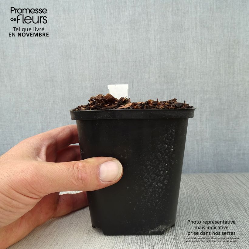 Example of Arisaema costatum - Feuerkolben Kleine Töpfe von 8/9 cm as you get in automne