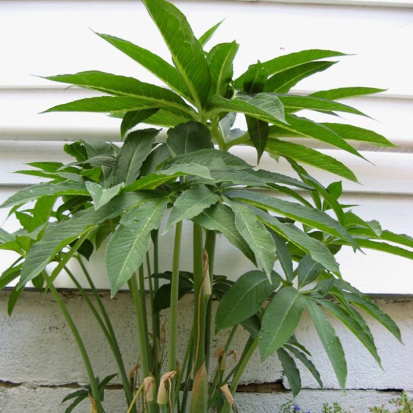 Arisaema dracontium - Feuerkolben (Foliage)