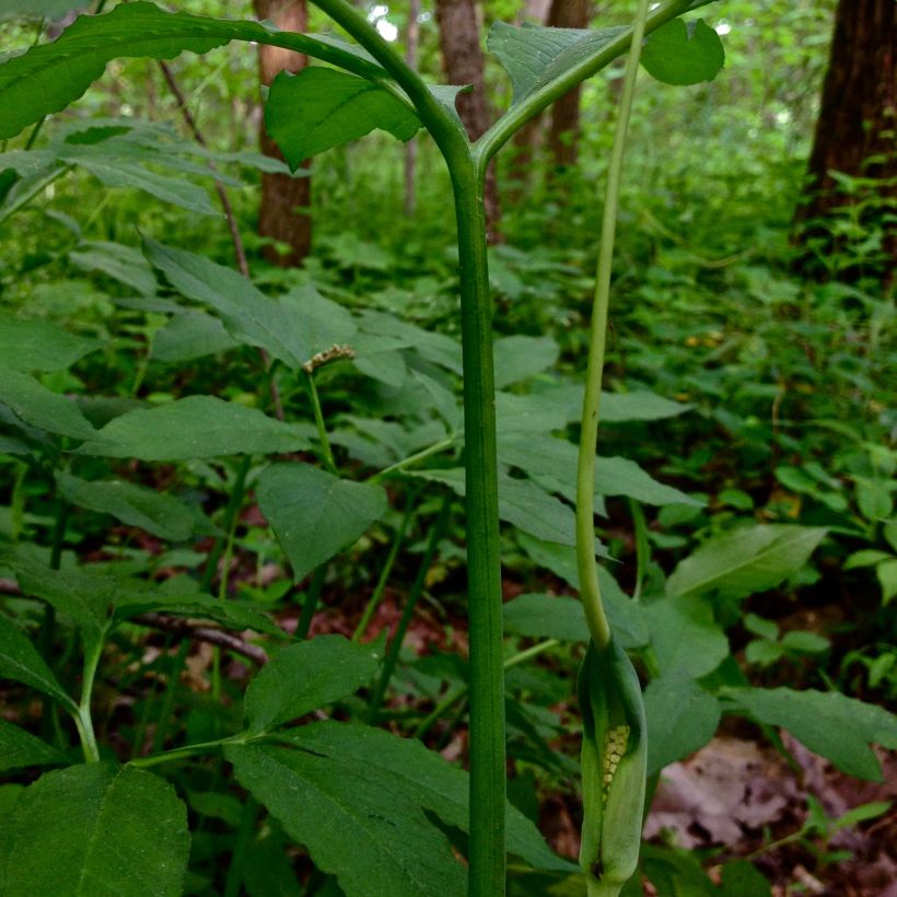 Arisaema dracontium - Feuerkolben (Flowering)
