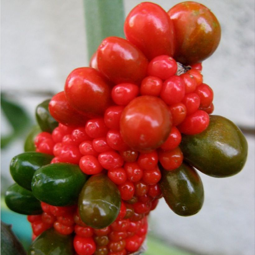 Arisaema dracontium - Feuerkolben (Harvest)