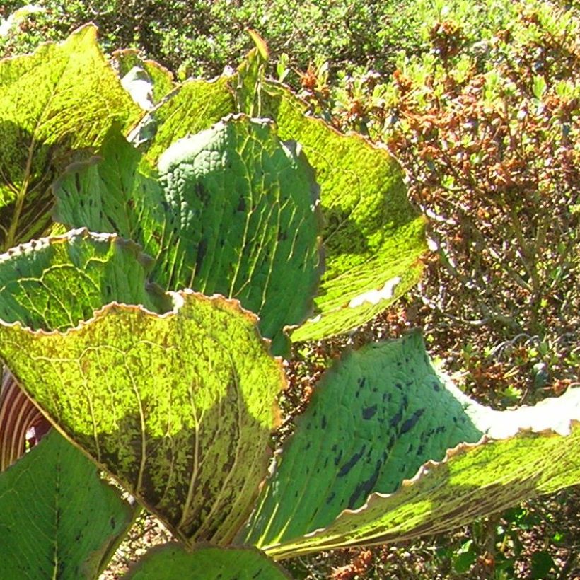 Arisaema elephas - Feuerkolben (Foliage)