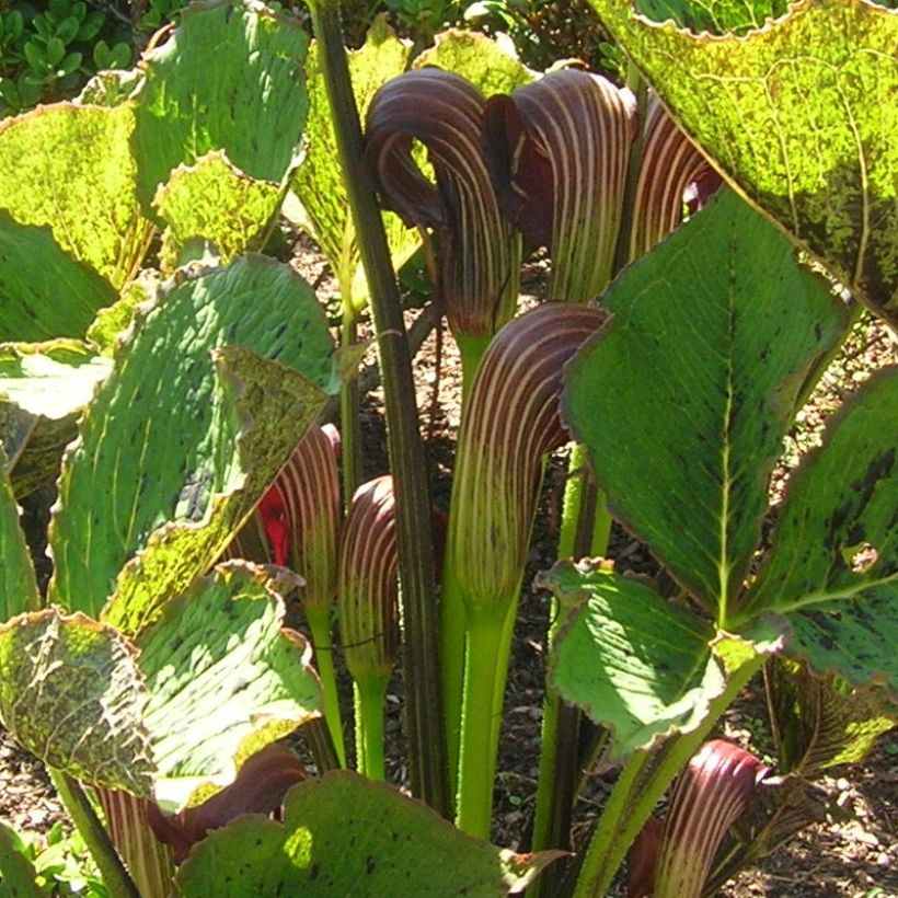 Arisaema elephas - Feuerkolben (Flowering)
