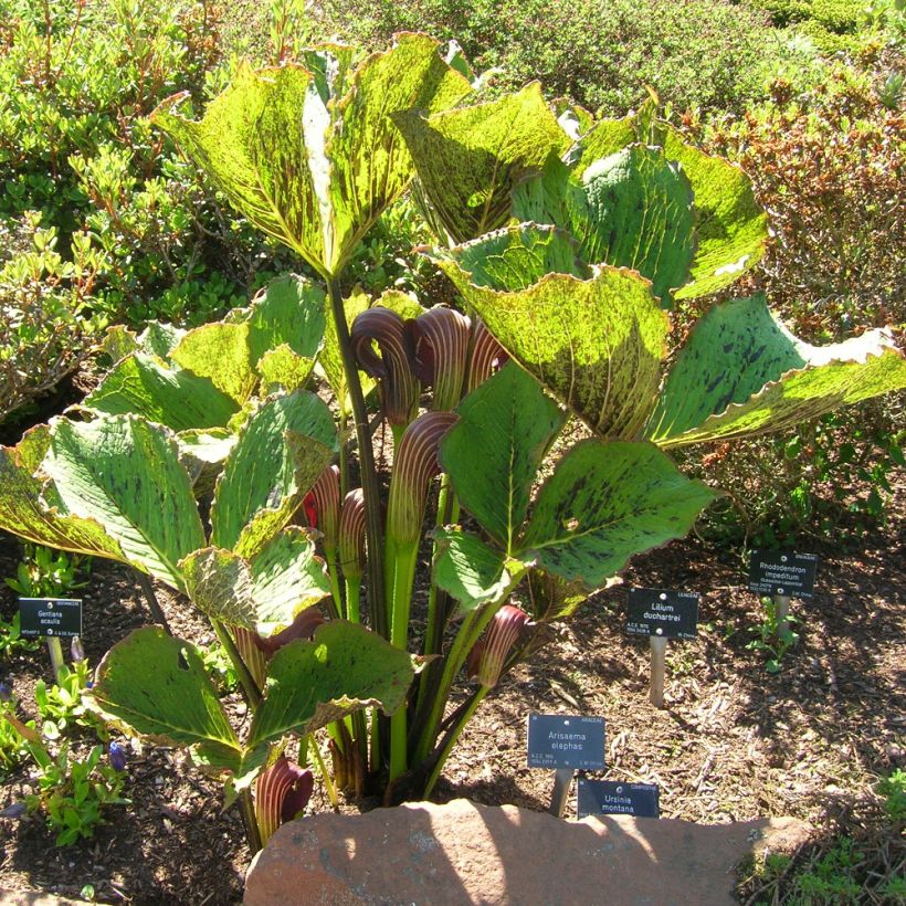 Arisaema elephas - Feuerkolben (Plant habit)