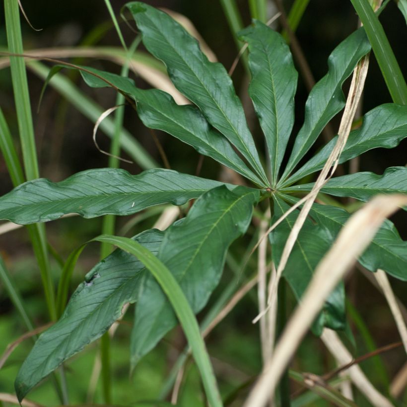 Arisaema erubescens - Feuerkolben (Foliage)