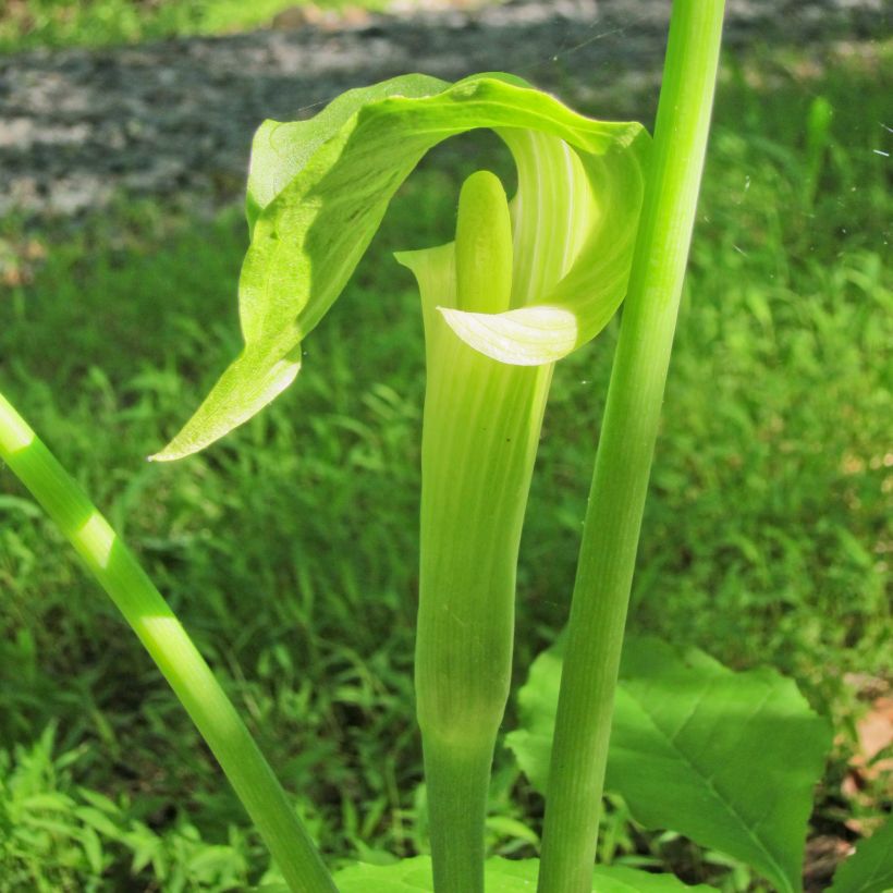 Arisaema erubescens - Feuerkolben (Flowering)