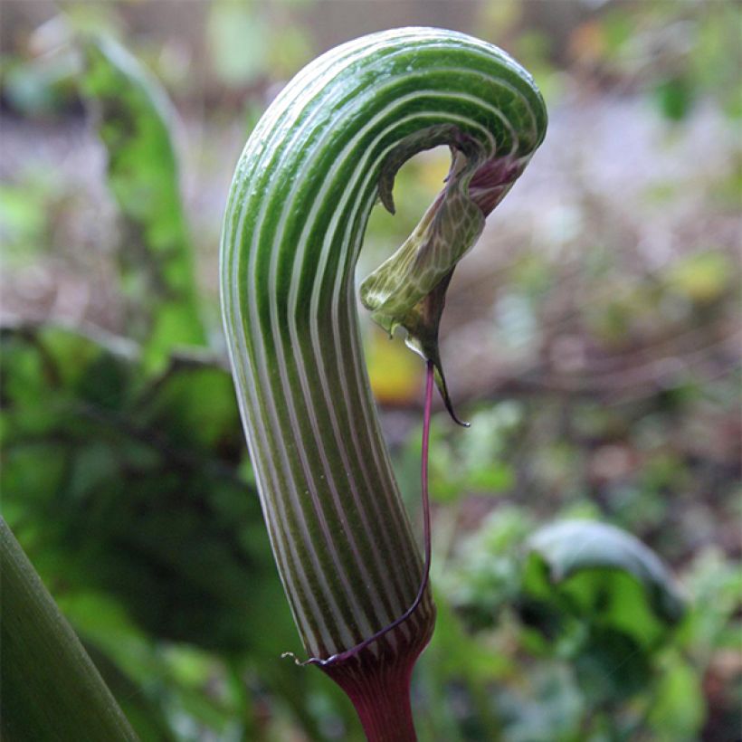 Arisaema galeatum - Feuerkolben (Flowering)