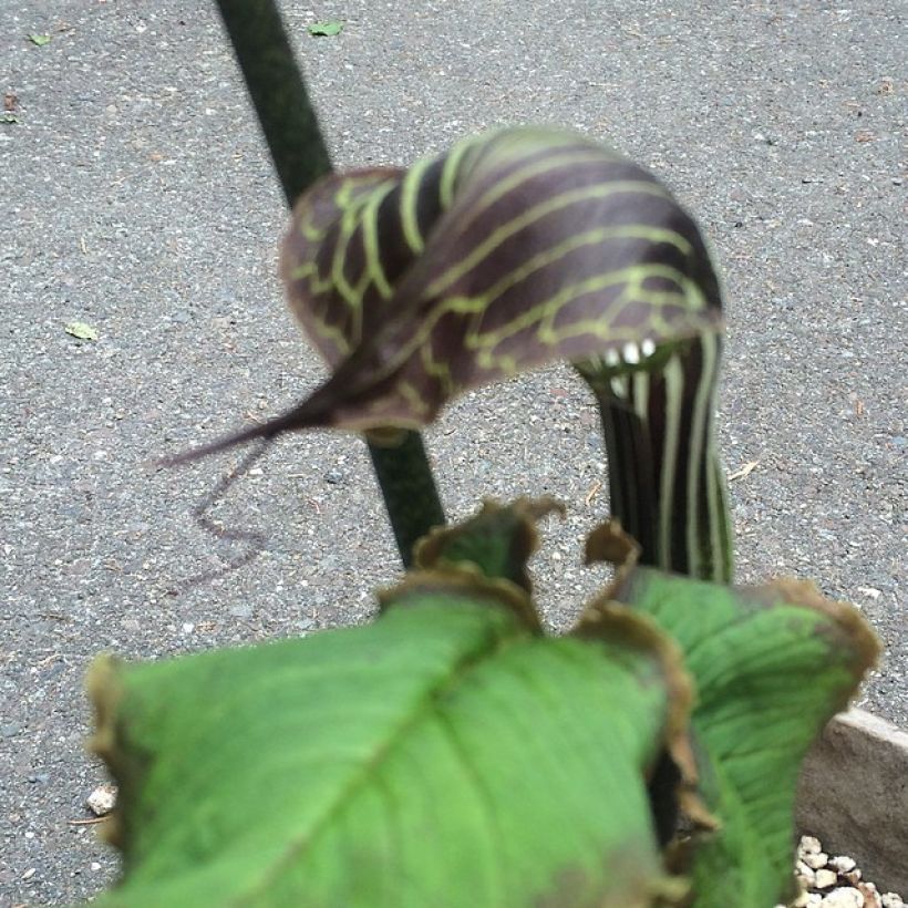 Arisaema griffithii - Feuerkolben (Flowering)