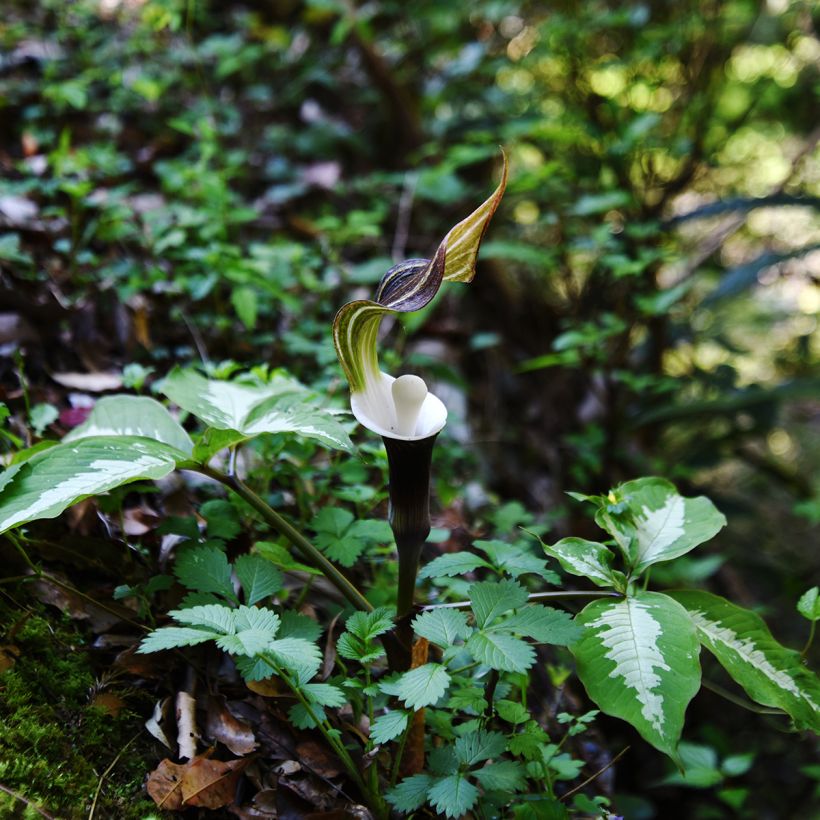 Arisaema sikokianum - Feuerkolben (Plant habit)