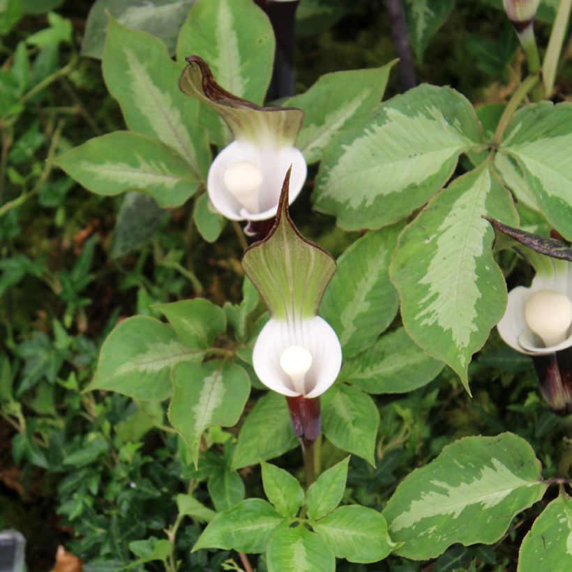 Arisaema sikokianum - Feuerkolben (Foliage)