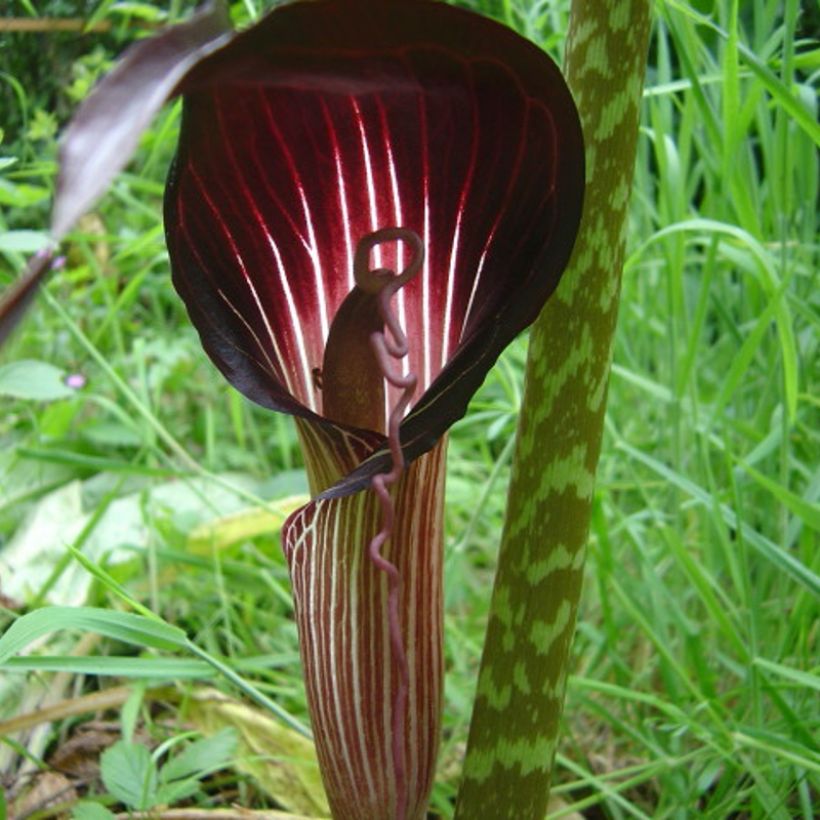 Arisaema speciosum - Feuerkolben (Flowering)