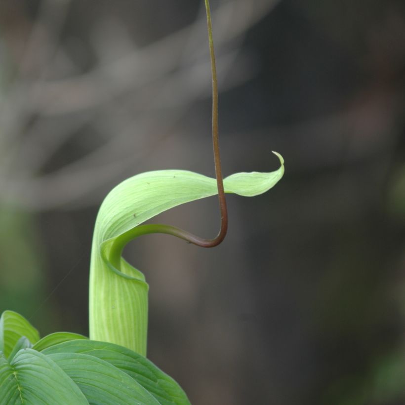 Arisaema tortuosum - Feuerkolben (Flowering)
