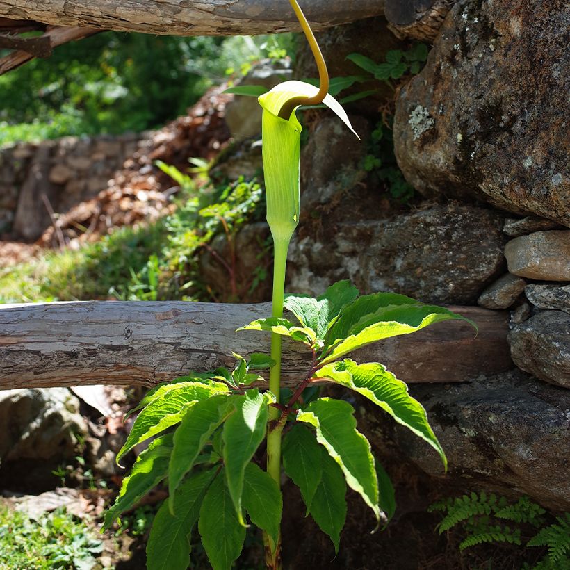 Arisaema tortuosum - Feuerkolben (Plant habit)