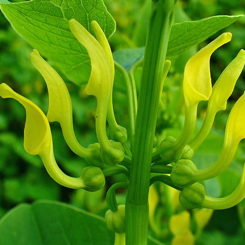 Aristolochia clematitis - Gemeine Osterluzei (Flowering)