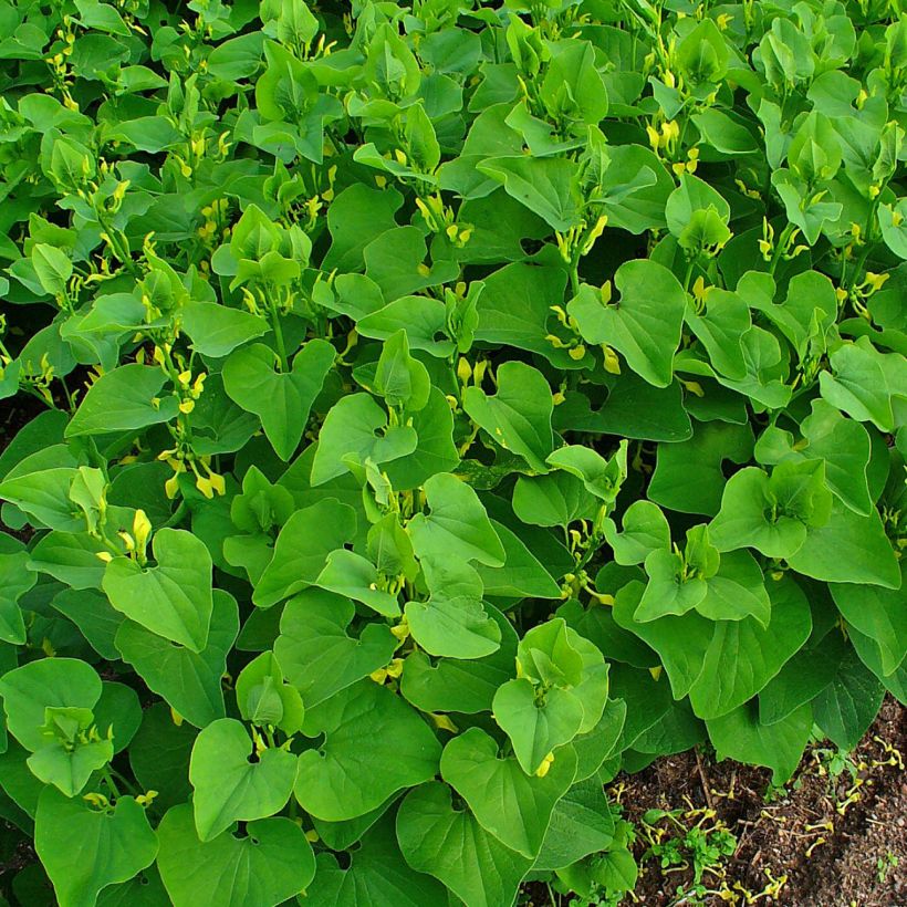 Aristolochia clematitis - Gemeine Osterluzei (Plant habit)