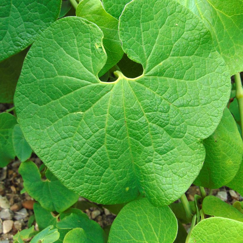 Aristolochia clematitis - Gemeine Osterluzei (Foliage)