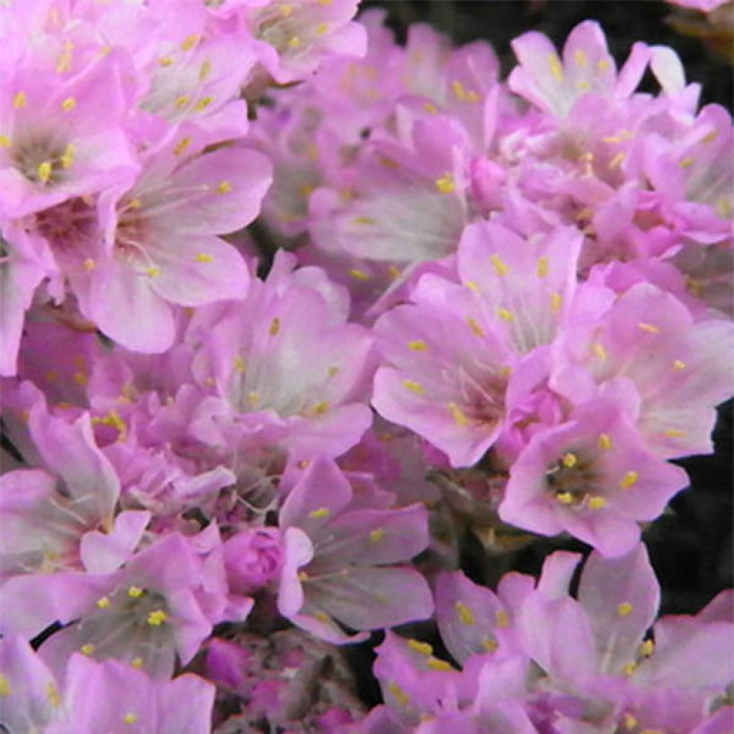 Armeria juniperifolia Bevan s Variety - Zwerg-Grasnelke (Flowering)