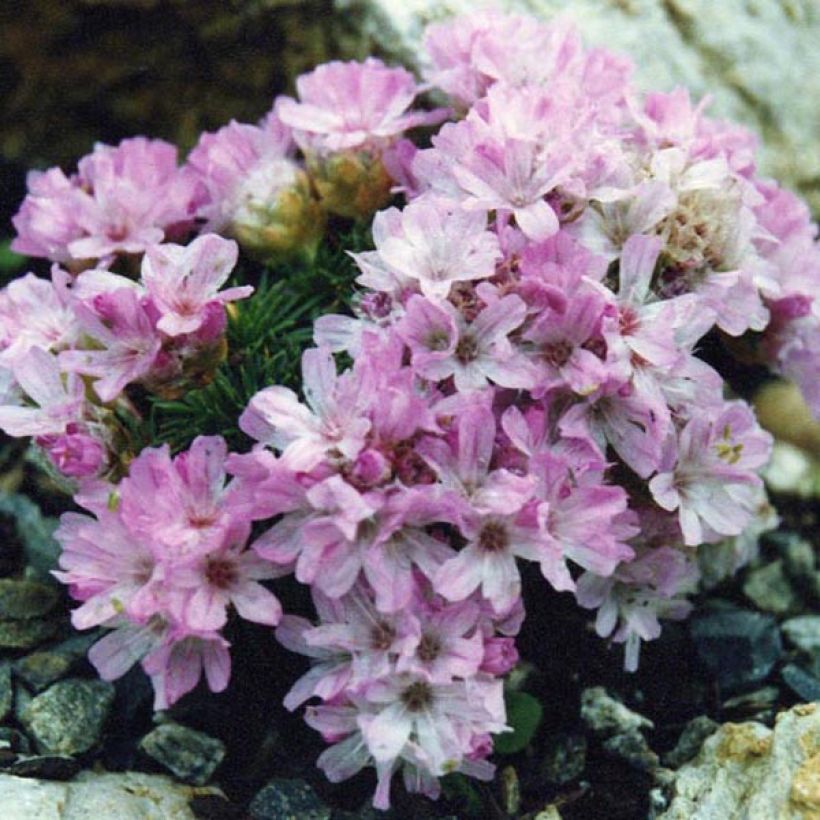 Armeria juniperifolia Bevan s Variety - Zwerg-Grasnelke (Plant habit)