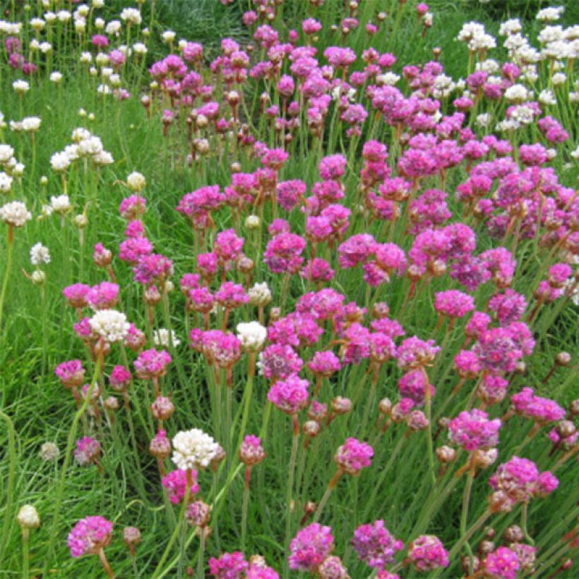 Armeria maritima splendens - Strand-Grasnelke (Flowering)